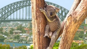 Pogoda w Australia w listopad 2025