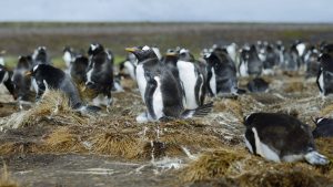 Pogoda w Falklandy w lipiec 2025