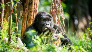 Pogoda w Rwanda w październik 2025
