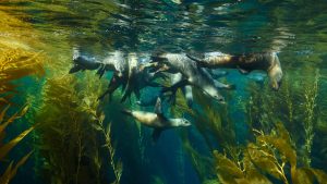 Channel Islands National Park – temperatura, klimat i pogoda przez cały rok