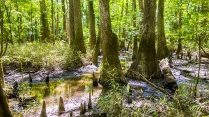 Congaree National Park – temperatura, klimat i pogoda przez cały rok