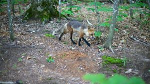 Isle Royale National Park – temperatura, klimat i pogoda przez cały rok