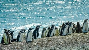 Puerto Madryn – temperatura, klimat i pogoda przez cały rok