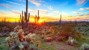 Saguaro National Park – temperatura, klimat i pogoda przez cały rok