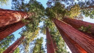 Pogoda w Sequoia & Kings Canyon National Park w marzec 2026