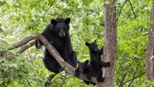 Shenandoah National Park – temperatura, klimat i pogoda przez cały rok
