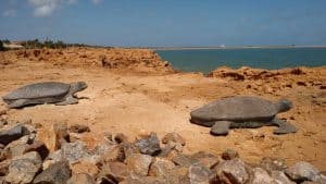 Port Hedland – temperatura, klimat i pogoda przez cały rok