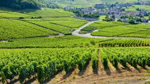 Bourgogne – temperatura, klimat i pogoda przez cały rok