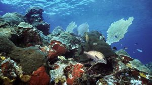 Utila – temperatura, klimat i pogoda przez cały rok