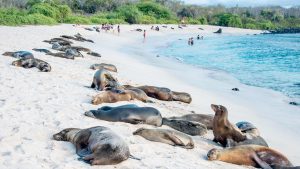Galapagos – temperatura, klimat i pogoda przez cały rok