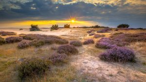 De Hoge Veluwe (Narodowy Park) – temperatura, klimat i pogoda przez cały rok