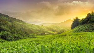 Cameron Highlands – temperatura, klimat i pogoda przez cały rok