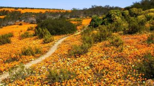 Namaqualand – temperatura, klimat i pogoda przez cały rok