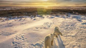 Manitoba – temperatura, klimat i pogoda przez cały rok
