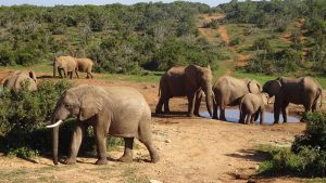Addo Elephant National Park – temperatura, klimat i pogoda przez cały rok