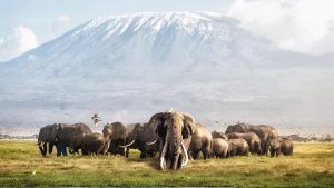 Amboseli National Park – temperatura, klimat i pogoda przez cały rok