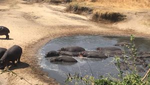 Katavi National Park – temperatura, klimat i pogoda przez cały rok