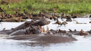 Lake Manyara National Park – temperatura, klimat i pogoda przez cały rok