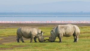 Lake Nakuru National Park – temperatura, klimat i pogoda przez cały rok
