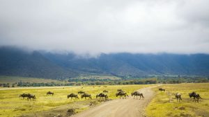 Ngorongoro Conservation Area – temperatura, klimat i pogoda przez cały rok
