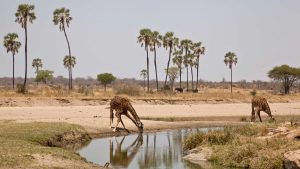 Ruaha National Park – temperatura, klimat i pogoda przez cały rok