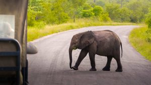 Selous Game Reserve – temperatura, klimat i pogoda przez cały rok