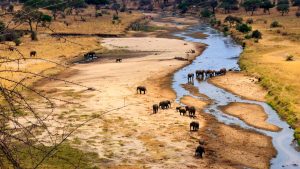 Tarangire National Park – temperatura, klimat i pogoda przez cały rok