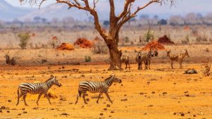 Tsavo East National Park – temperatura, klimat i pogoda przez cały rok