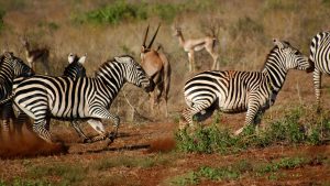 Tsavo West National Park – temperatura, klimat i pogoda przez cały rok