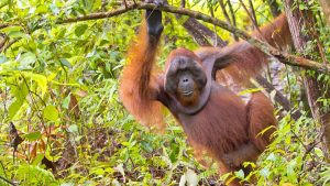 Borneo – temperatura, klimat i pogoda przez cały rok