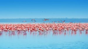 Nakuru – temperatura, klimat i pogoda przez cały rok