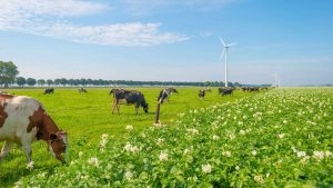 Flevoland – temperatura, klimat i pogoda przez cały rok
